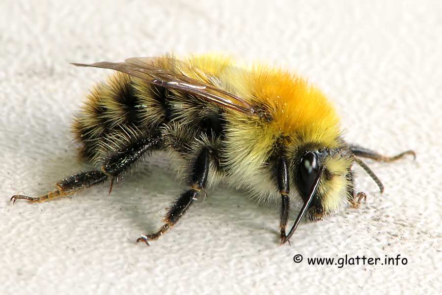 Ackerhummel (Bombus pascuorum)